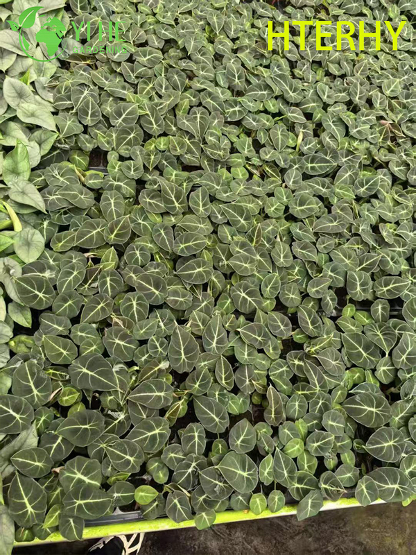 Piantine di alocasia di velluto nero per esportazione all'ingrosso | Piantine di fogliame ornamentale tropicale