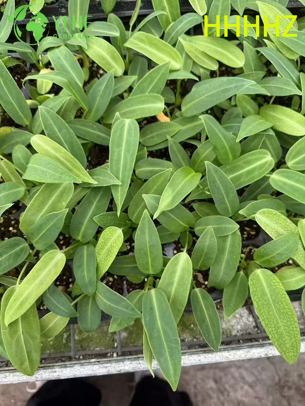 تصدير شتلات فلامنغو الملكة أنثوريوم بالجملة | شتلات أوراق الزينة الاستوائية