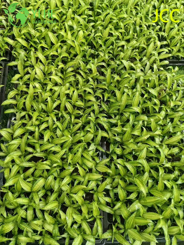 Exportation en gros de semis de feuillage tropical Golden Shine | Plants de plantes ornementales