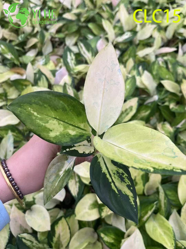 Premium Golden & Black Peony Aglaonema | Wholesale Export Tropical Foliage Plants Seedlings