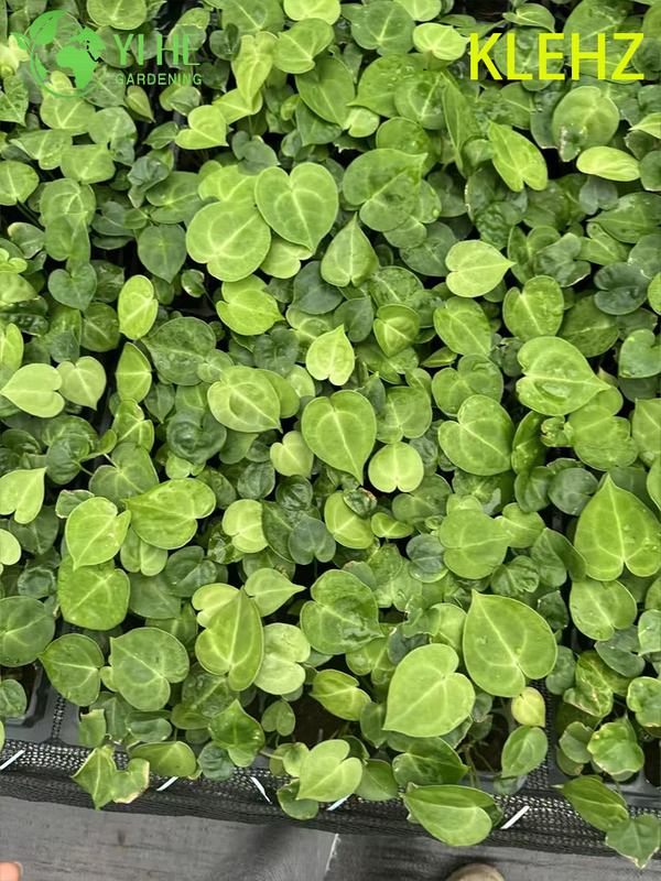 Exportation en gros de semis d'Anthurium Klein | Semis de feuillage ornemental tropical