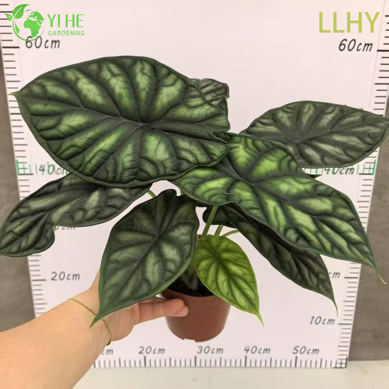 تصدير شتلات ألوكاسيا على نطاق التنين بالجملة | شتلات أوراق الزينة الاستوائية