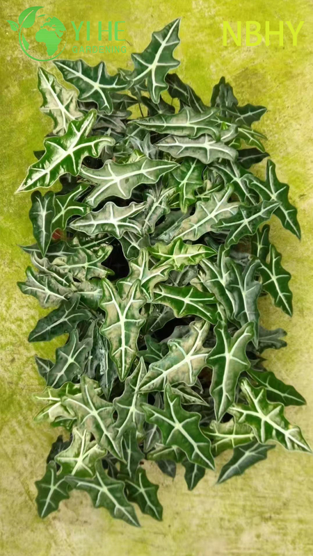 Exportação no atacado de mudas de Nobi Alocasia | Mudas de Folhagens Ornamentais Tropicais