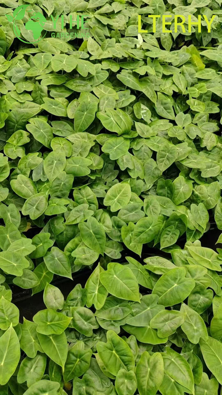 Großhandel Export Green Velvet Alocasia Sämlinge | Tropische Zierlaubsämlinge