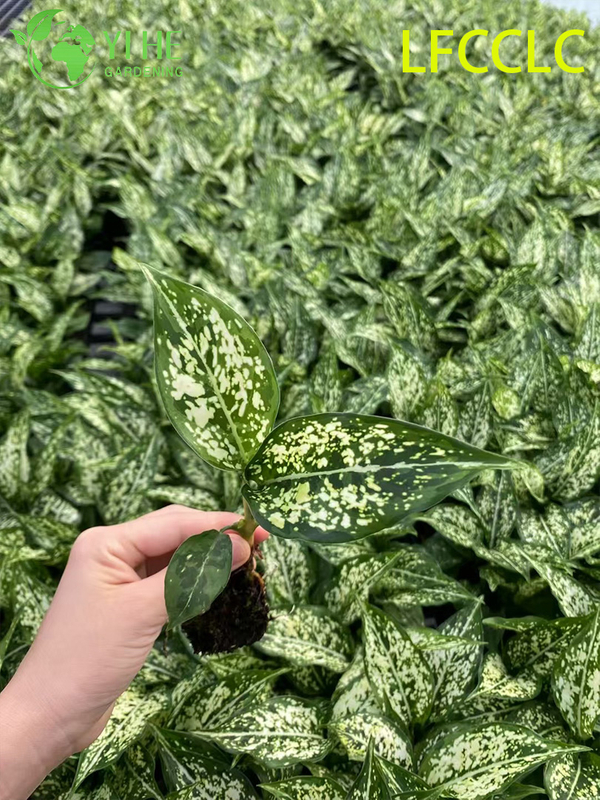 Exportação no atacado de mudas de Jade Verde Aglaonema | Mudas de Folhagens Ornamentais Tropicais