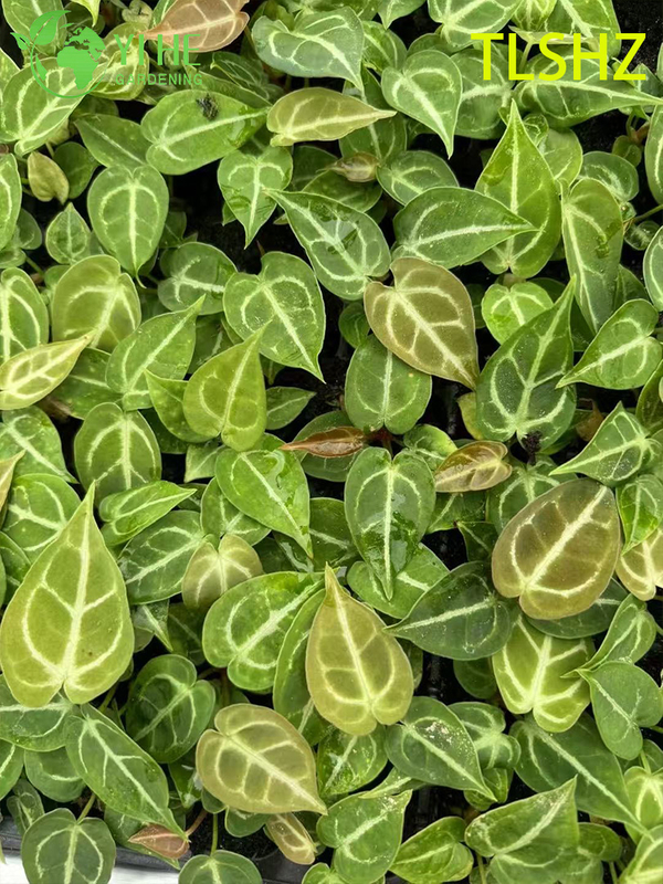 Wholesale Export Anthurium crystallinum 'Dorayaki' Seedlings | Tropical Ornamental Foliage Seedlings