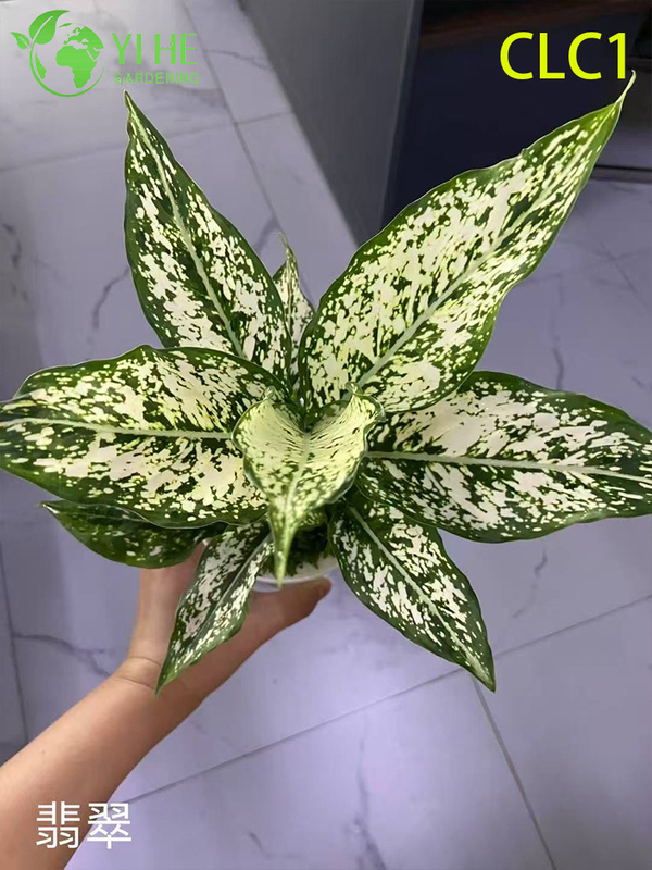 Wholesale Aglaonema Potted Plants for Indoor Low-Light Foliage Decoration