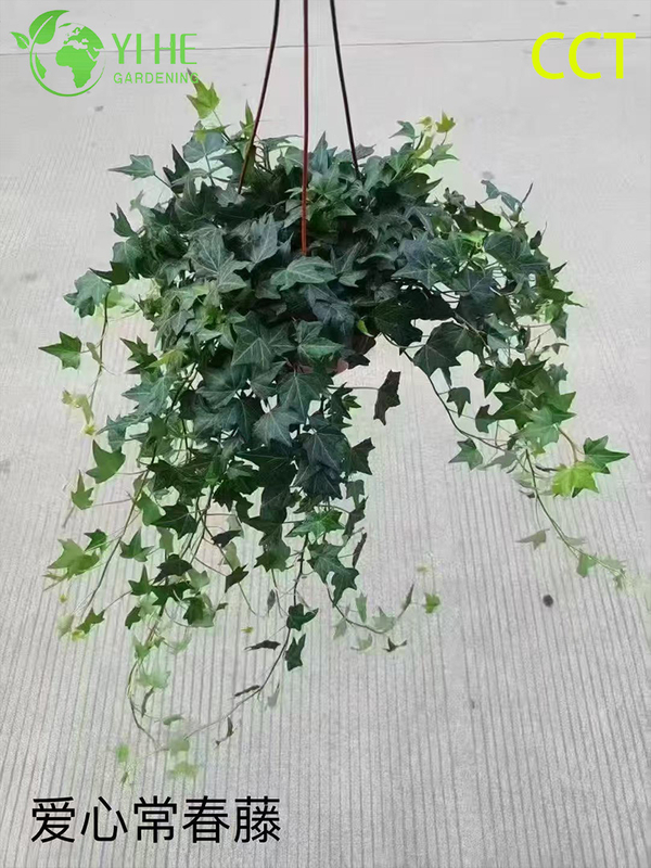 Wholesale English Ivy Potted Plants for Indoor Hanging & Outdoor Climbing Decor