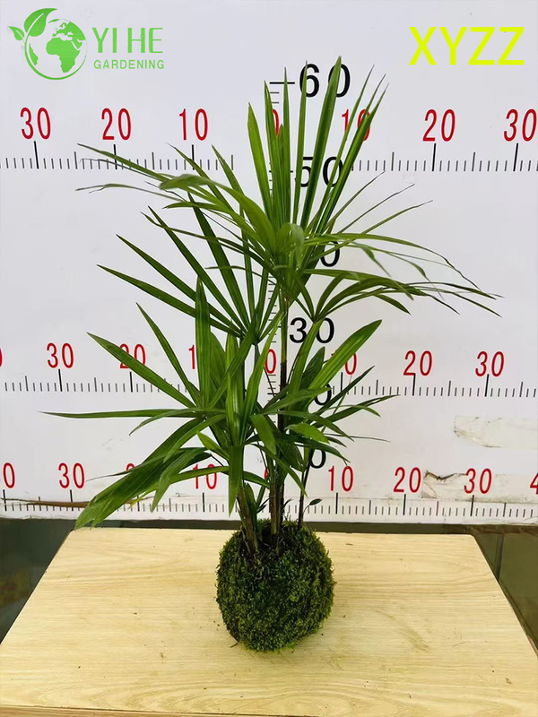 Exportación al por mayor de arbusto de hoja perenne ornamental de palma enana de señora de calidad superior