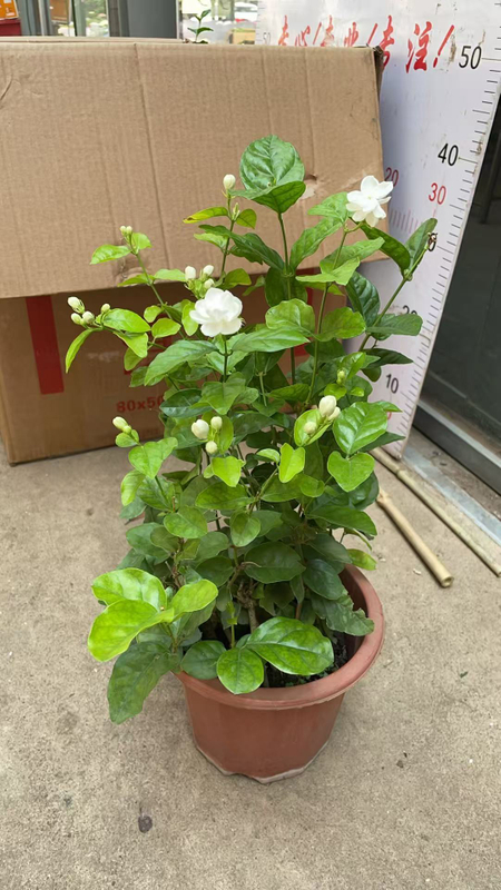 بونساي الياسمين السامباك المعطر للديكور الداخلي والخارجي