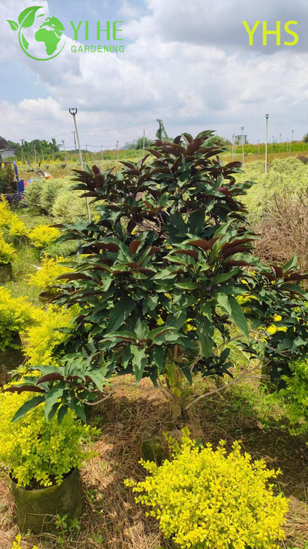Fireworks Tree Ornamental Flower Tropical Garden Plant Clerodendrum Quadriloculare
