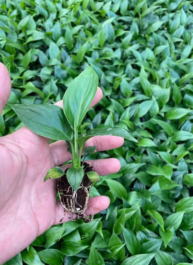 Spathiphyllum