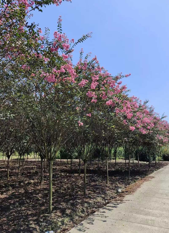 Lagerstroemia Indica