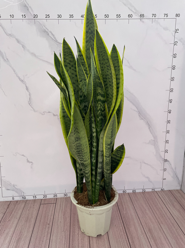 Sansevieria trifasciata