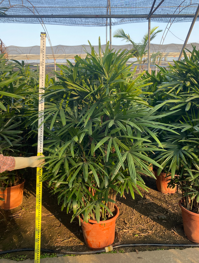 Rhapis excelsa