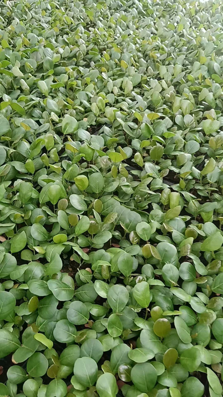 Coccoloba Uvifera