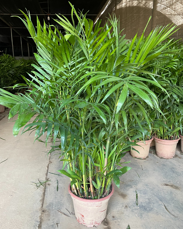 Pritchardia Gaudichaudii​​