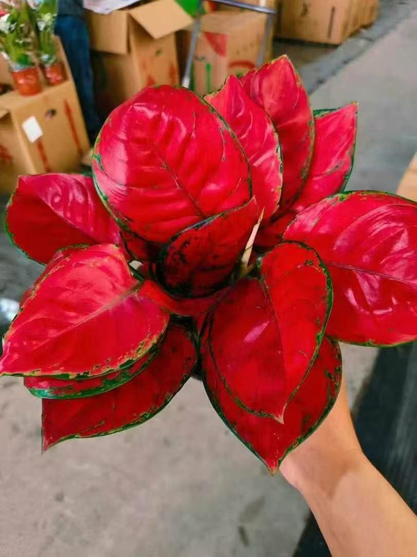 Red Beauty Aglaonema