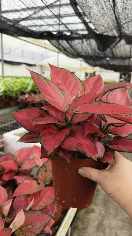 Red Luck Aglaonema
