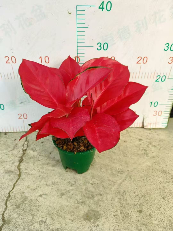 China Red Aglaonema