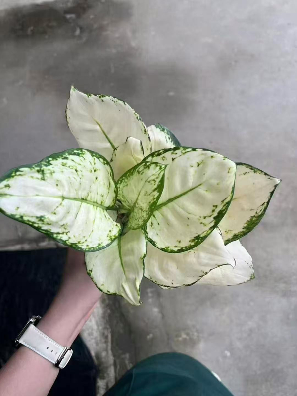 White Luck Aglaonema