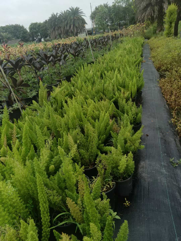 Asparagus Densiflorus 'Myers'
