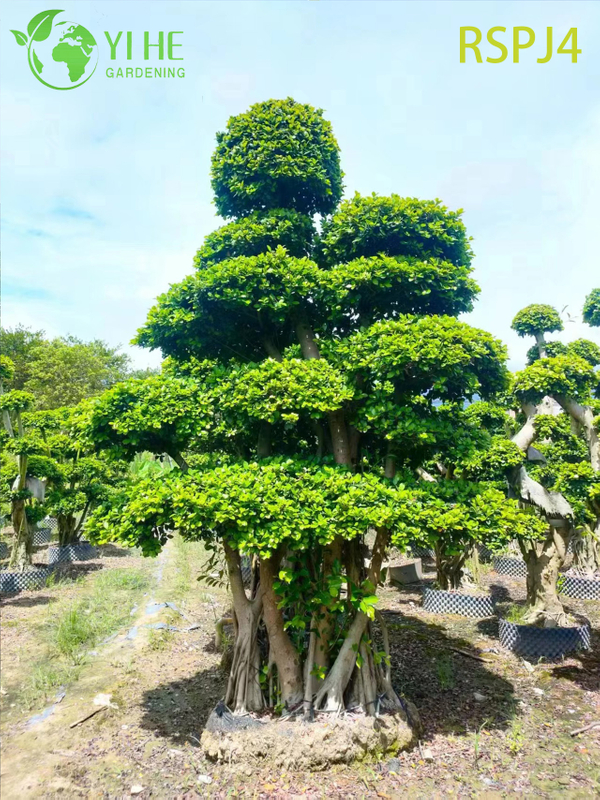 Lattice-Woven Tall Artistic Ficus Tree A Live Indoor Floor Plant Bonsai