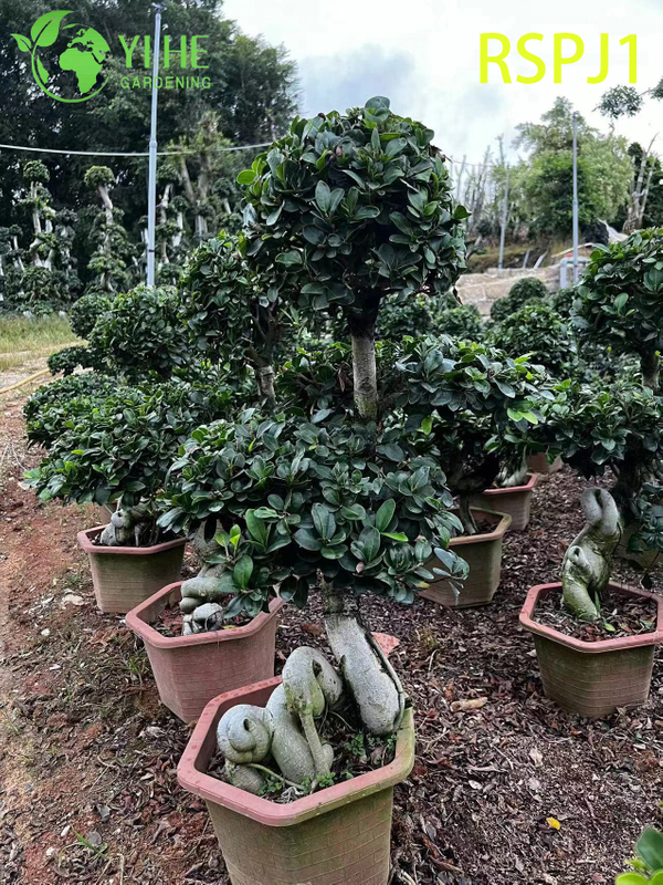 Tronc tissé épais grand ficus artistique, bonsaï de plante d'intérieur vivant