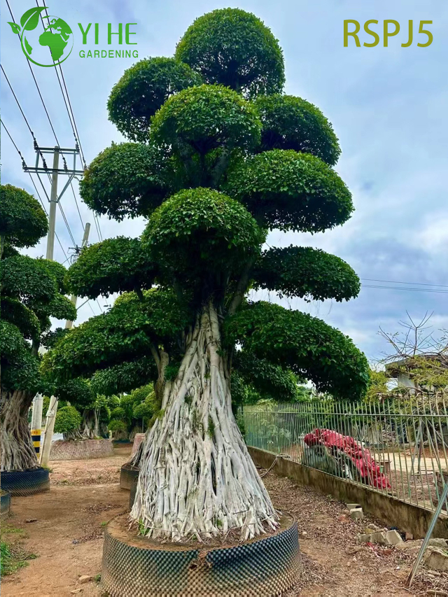 Giant Banyan-style Tall Artistic Ficus Tree A Live Indoor Floor Plant Bonsai 