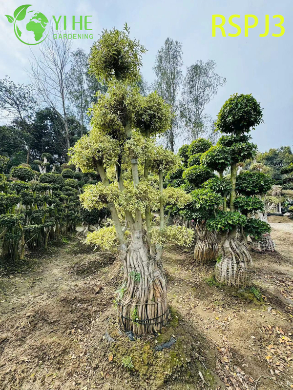 Multi-tiered Umbrella Tall Artistic Ficus Tree A Live Indoor Floor Plant Bonsai