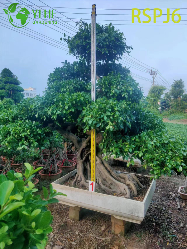 Exposed Root Umbrella Canopy Tall Artistic Ficus Tree Outdoor Floor Plant Bonsai