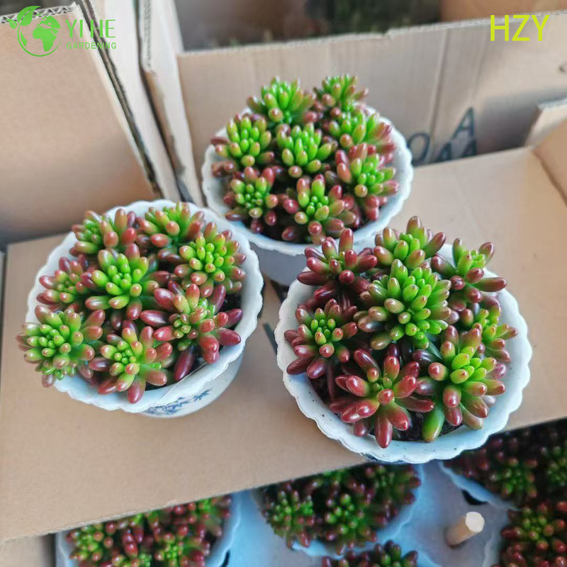 Wholesale Red Jelly Bean Plant Live Succulent Sedum Rubrotinctum Bonsai