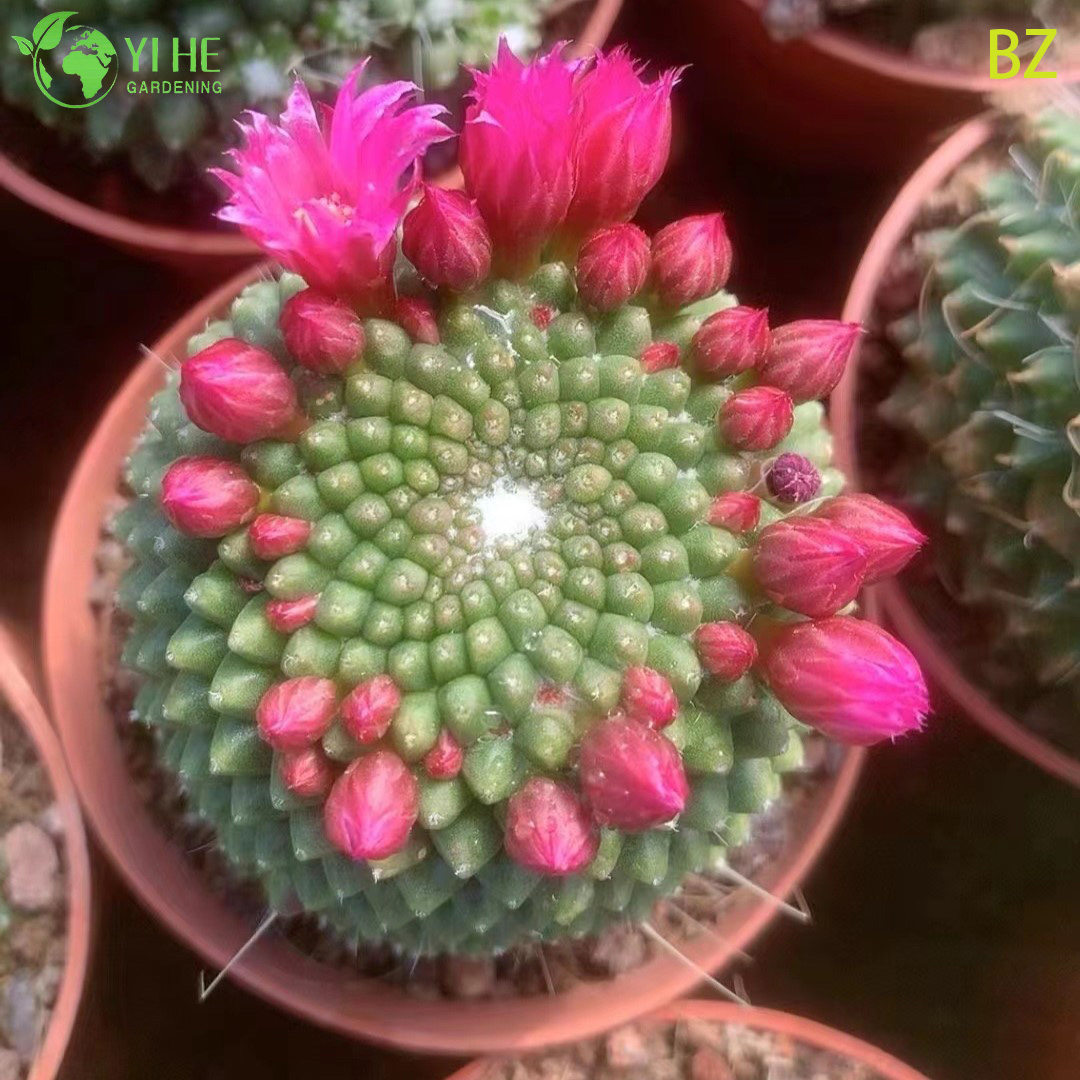 Wholesale Pink Flower Crown Cactus Live Plant Mammillaria Spinosissima Bonsai