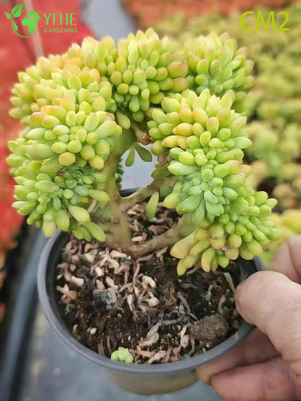 Wholesale Pink Berry Jelly Bean Succulent Live Plant Cluster Bonsai