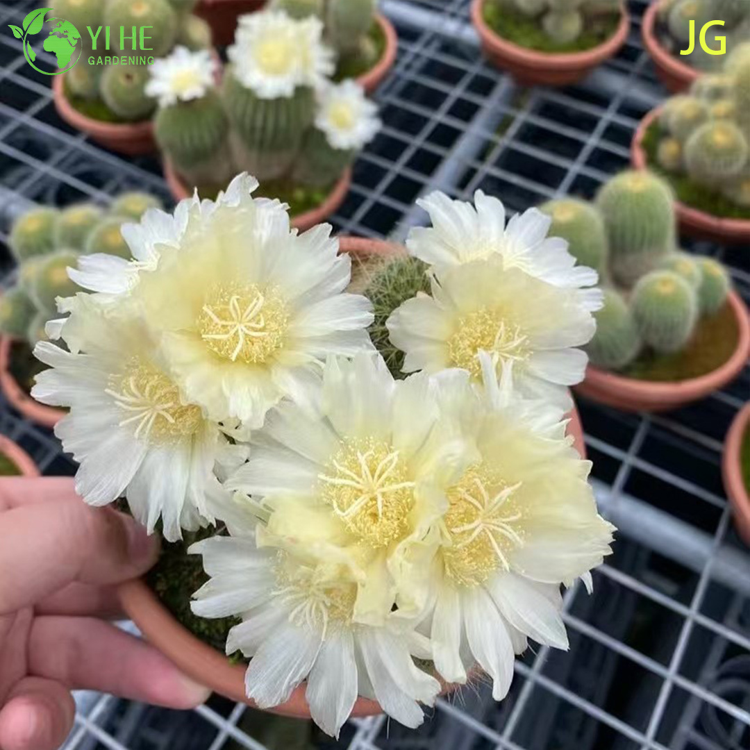 Wholesale Live Blooming Cactus with Large White Yellow Flowers Bonsai