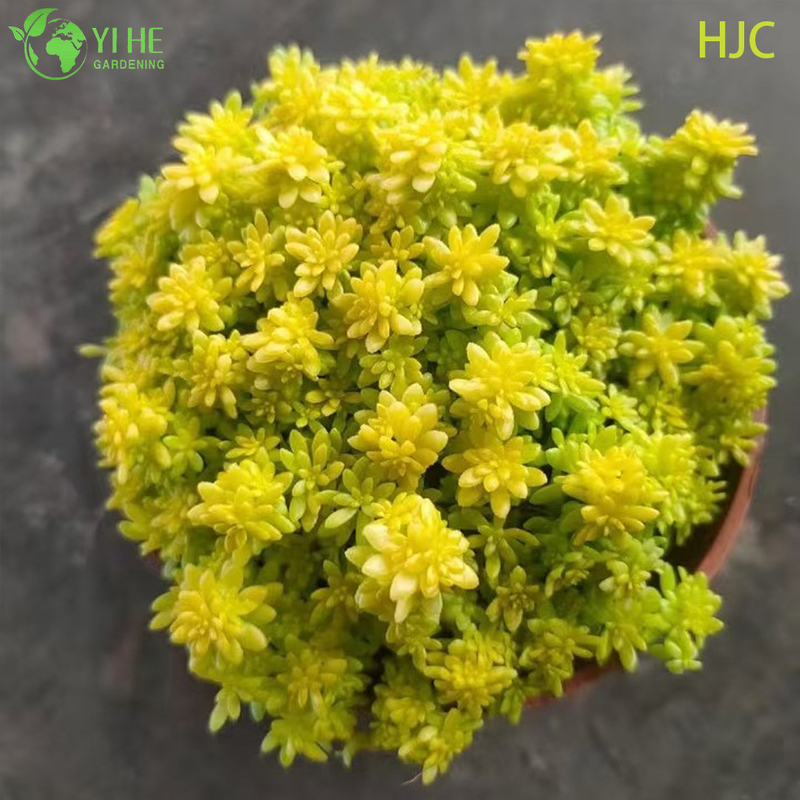 Wholesale Golden Japanese Stonecrop Live Plant Sedum Groundcover Bonsai