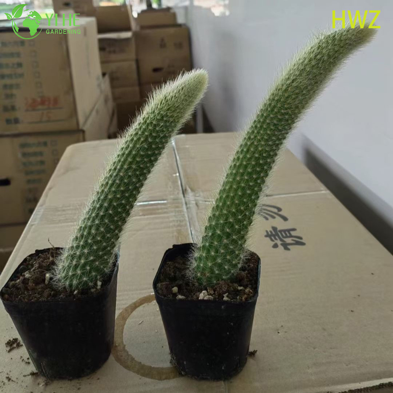Live Monkey's Tail Cactus Wholesale Trailing Fuzzy Hildewintera Plant Bonsai