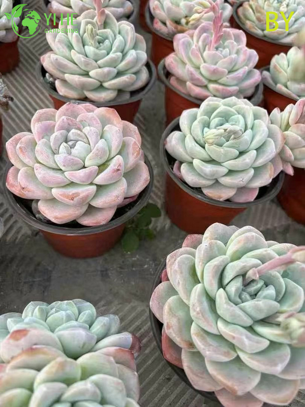 Wholesale Live Translucent Jade Succulent Plant Wholesale for Indoor Decor Bonsai