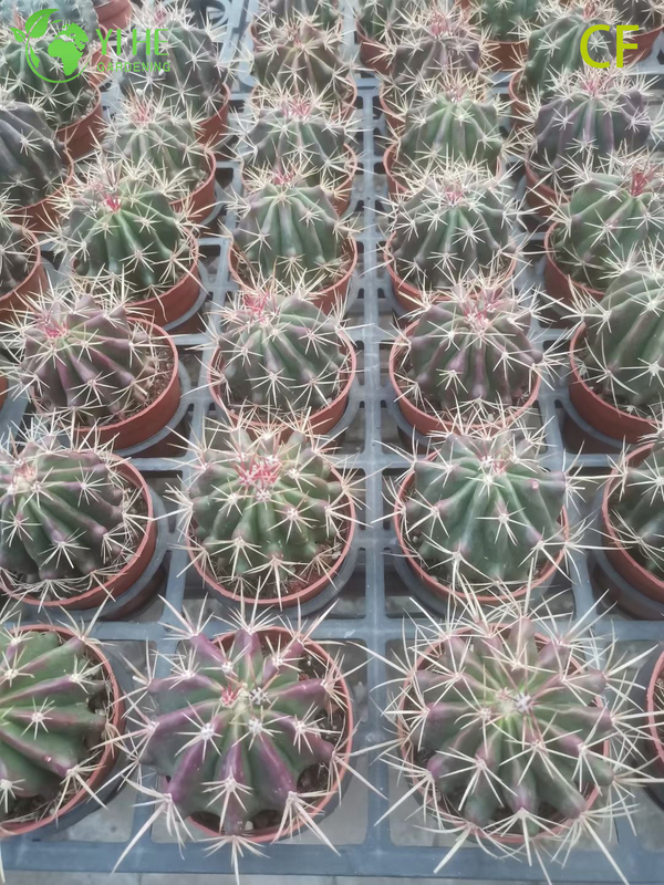 Wholesale Red Phoenix Echeveria Live Succulent Fiery Rosette Bonsai