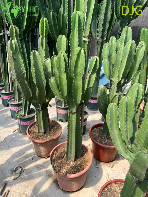 Large Candelabra Tree Euphorbia Live Plant for Indoor Decor Bonsai