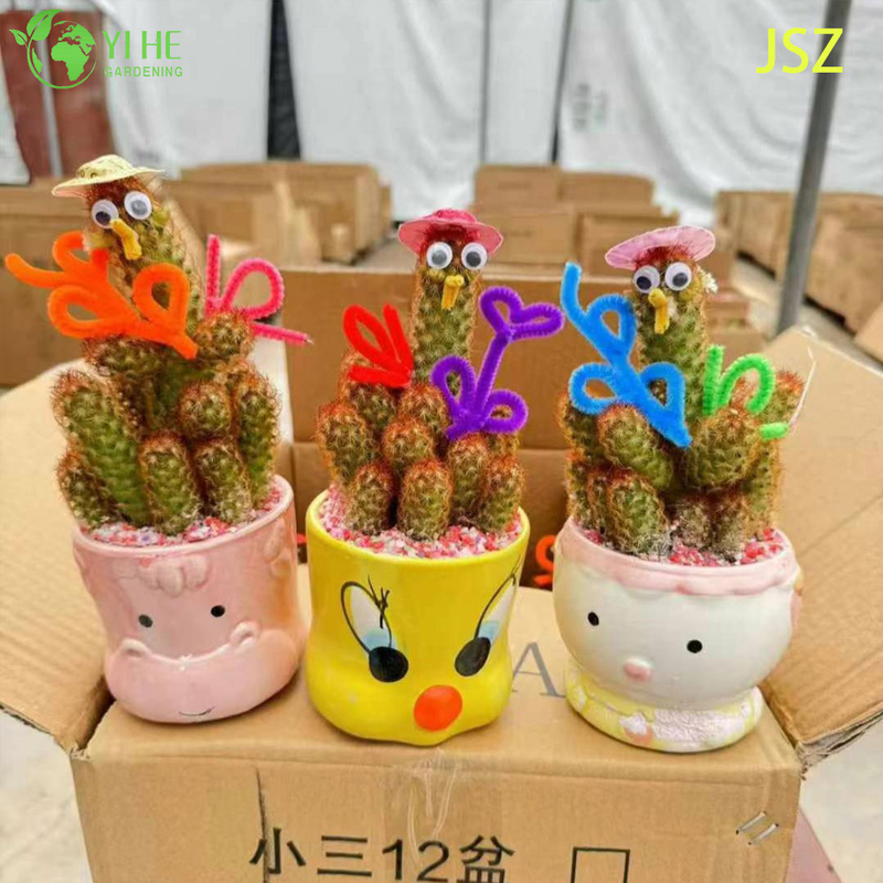 Wholesale Live Ladyfinger Cactus Mammillaria Elongata for Indoor Garden Bonsai