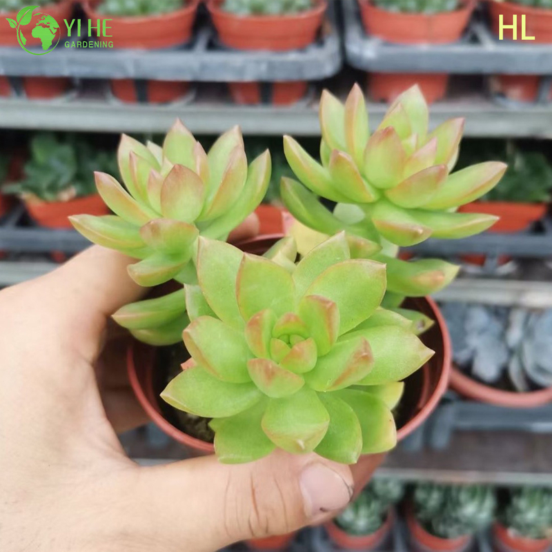 Wholesale Golden Glow Sedum Adolphii Live Succulent Plant Cluster Bonsai