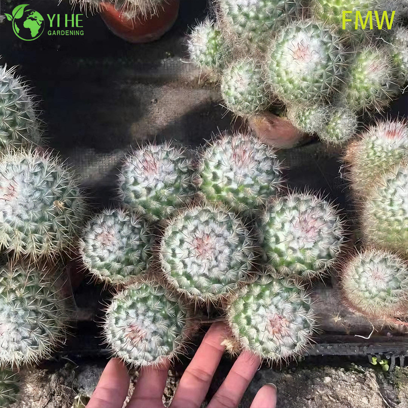 Wholesale Ferocactus Setispinus Twisted Rib Cactus Live Plant Bonsai