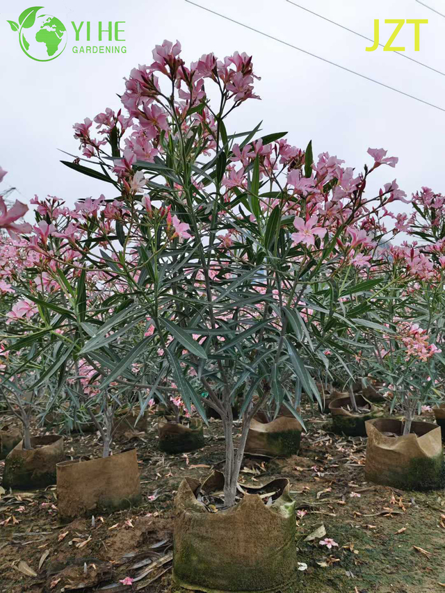 Wholesale Pink Oleander Tree Standard for Outdoor Landscaping Bonsai