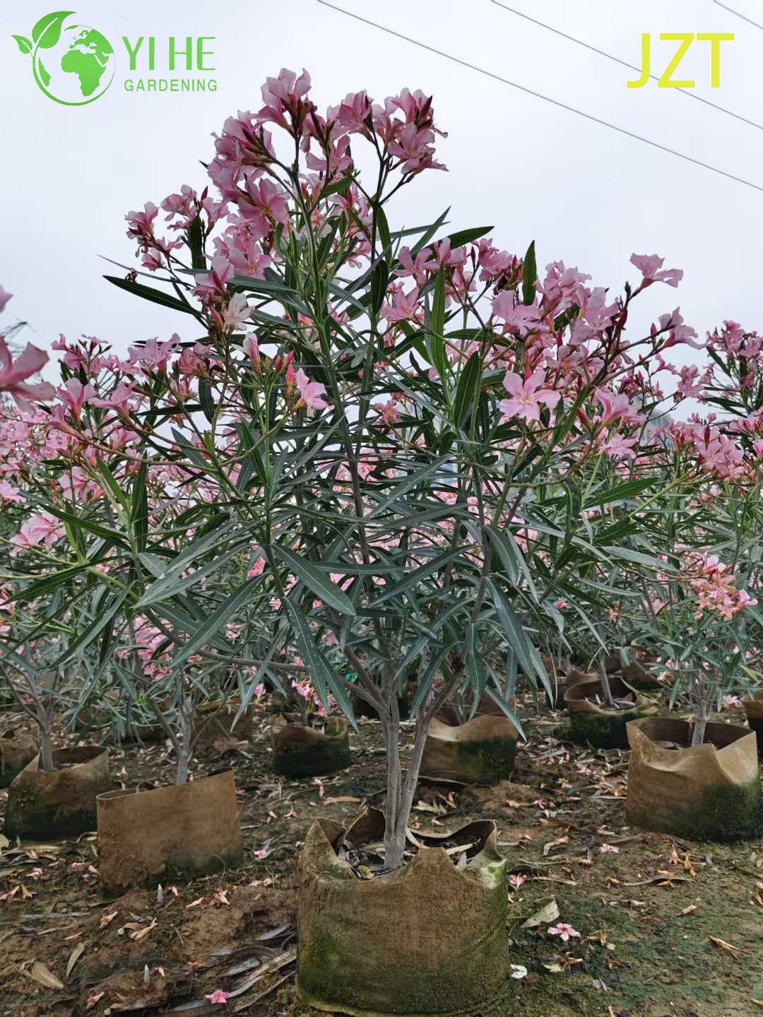 Wholesale Pink Oleander Tree Standard for Outdoor Landscaping Bonsai