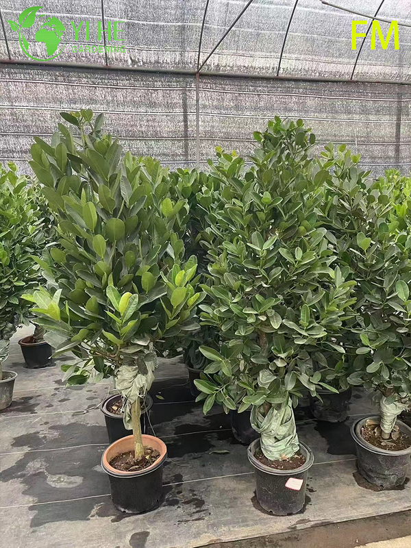 Wholesale Upright Fukugi Tree Live Plant for Ornamental Landscape Hedging Bonsai
