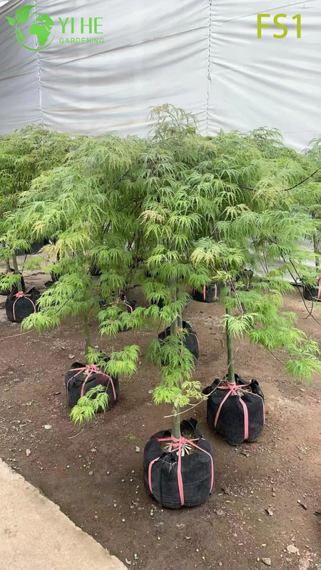 Weeping Green Laceleaf Maple Tree for Ornamental Landscaping Bonsai