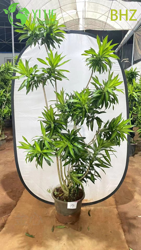 Lush Variegated Song of India Dracaena Live Indoor Houseplant Bonsai