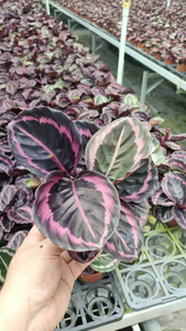 Calathea 'Red Fusion'