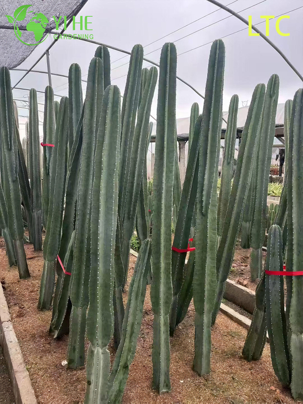 Live Dragon Fruit Cactus Plant A Fruit-Bearing Hylocereus Undatus